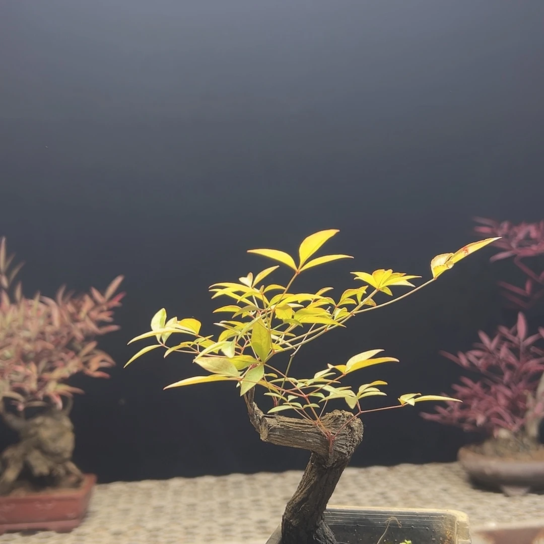 不开花植物00000003
