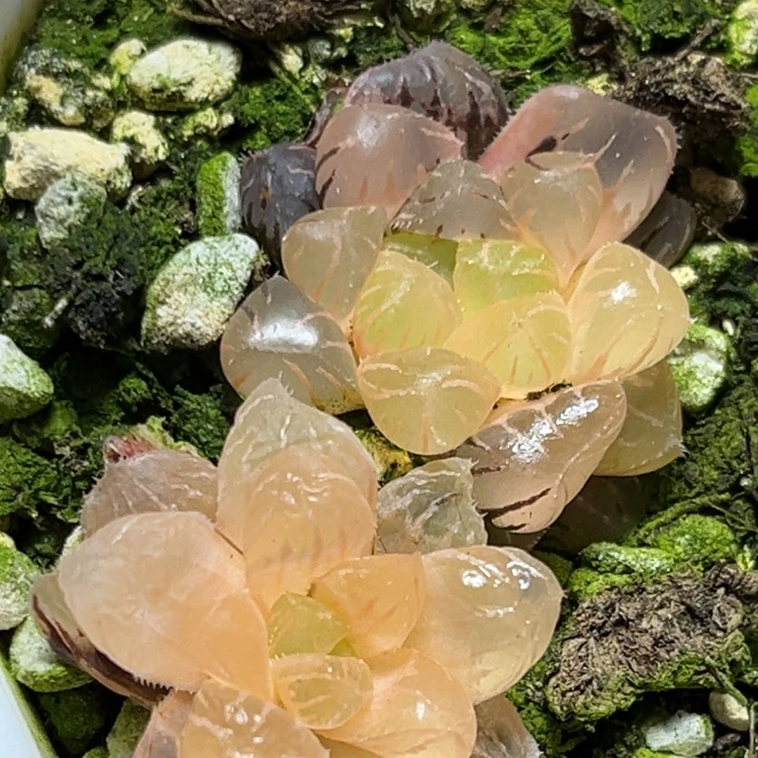 恭喜发财大吉大利0053