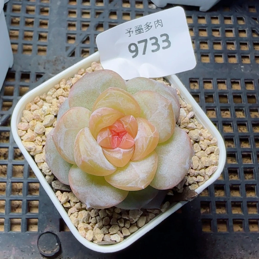 新品，9733多肉植物
