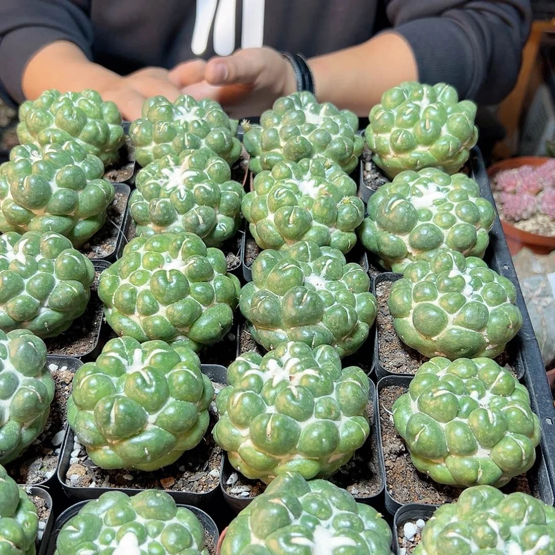 自根无刺象牙6公分带盆