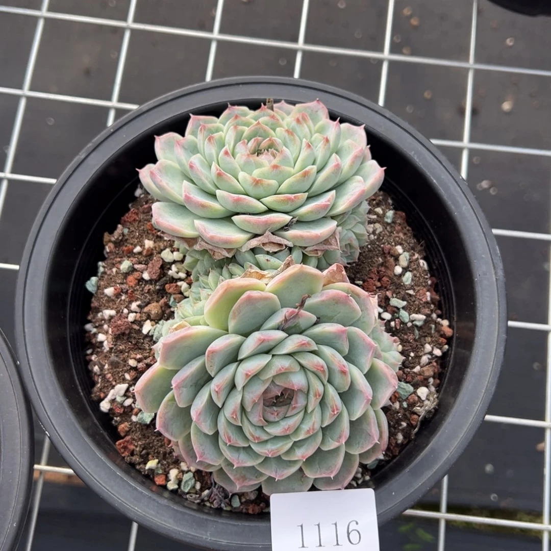 王*火1116不包整肉肉肉肉肉肉