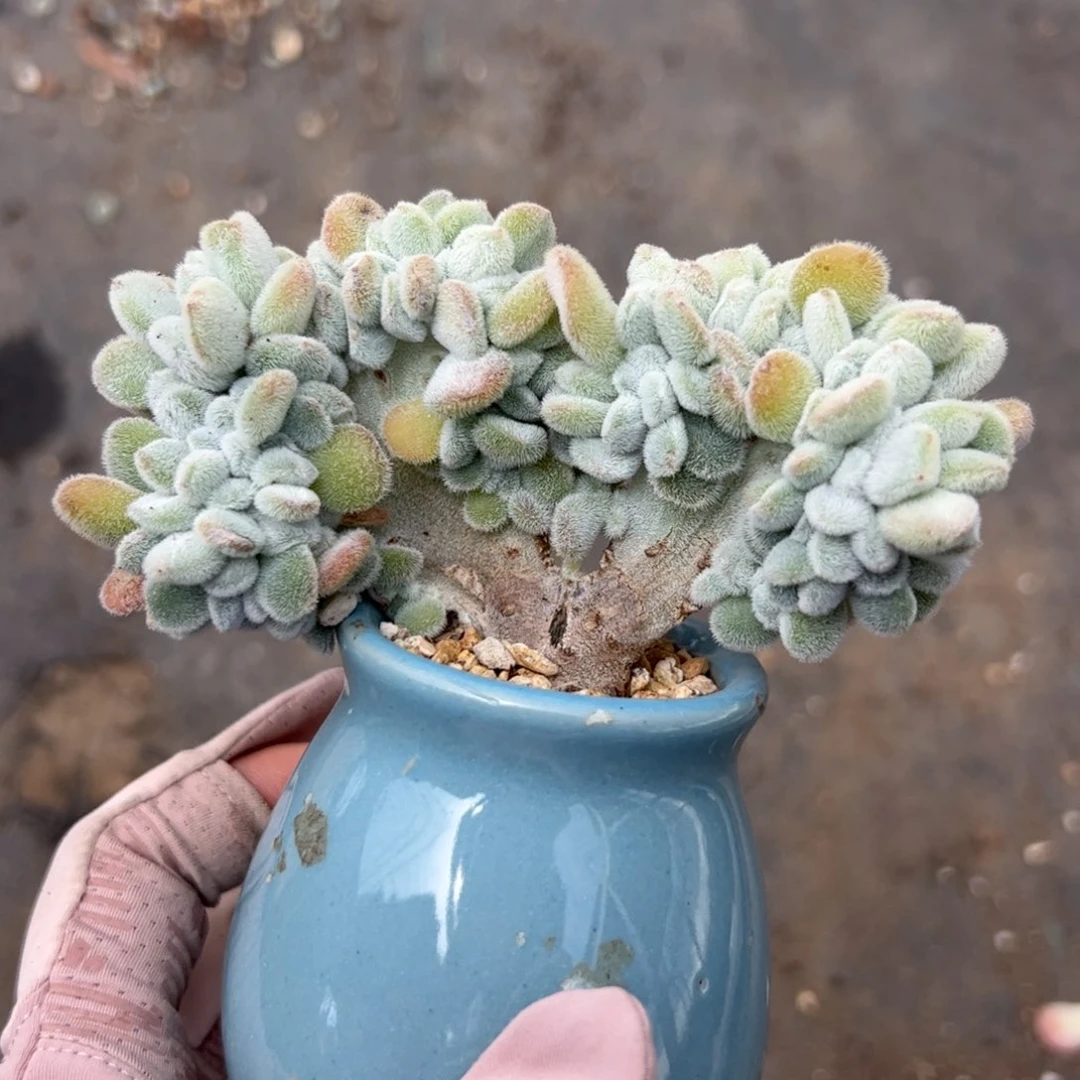 友****子288 多肉植物组合盆栽