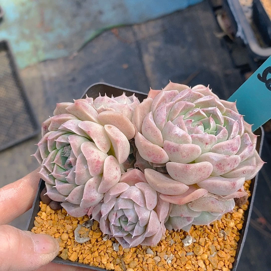 583多肉植物老桩