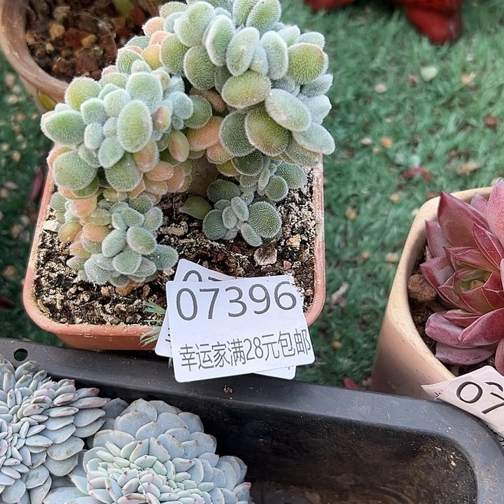 幸运的是我还在努力