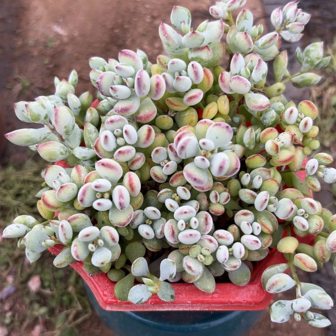 多肉植物达摩福娘