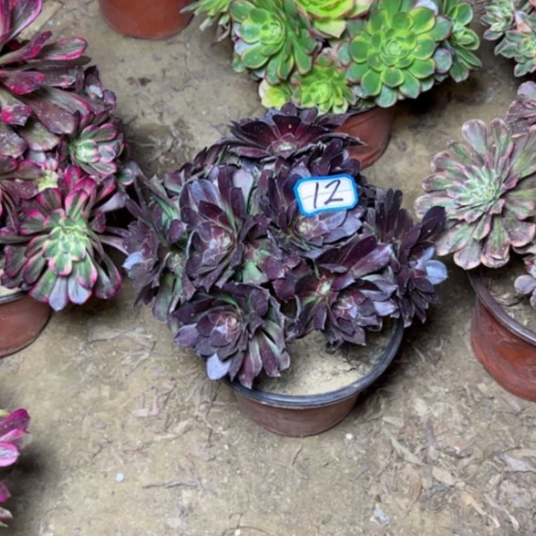 【闪购商品】多肉植物何兰断枝不包12