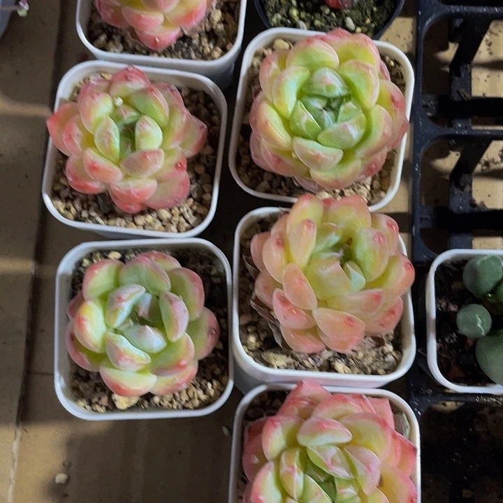 金莲6.8带盆土发货