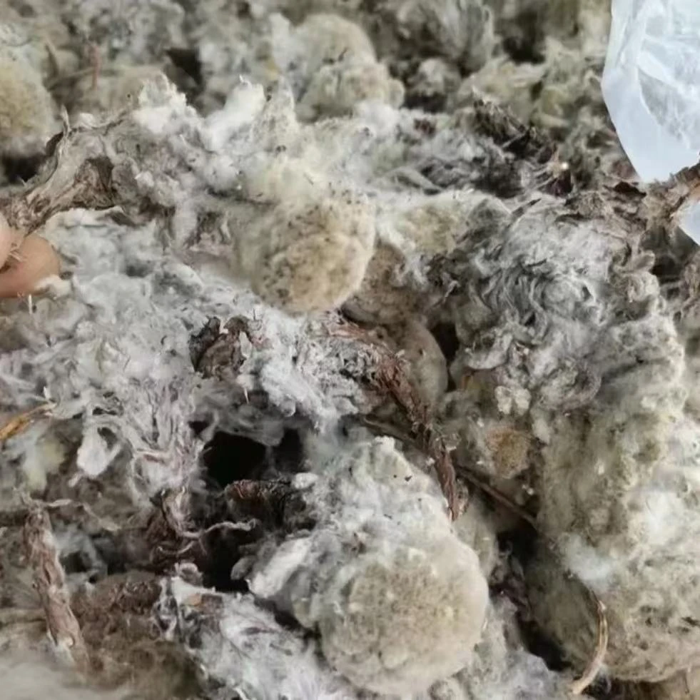 【白玛次仁】高原雪域雪莲，花——夏至，枸杞