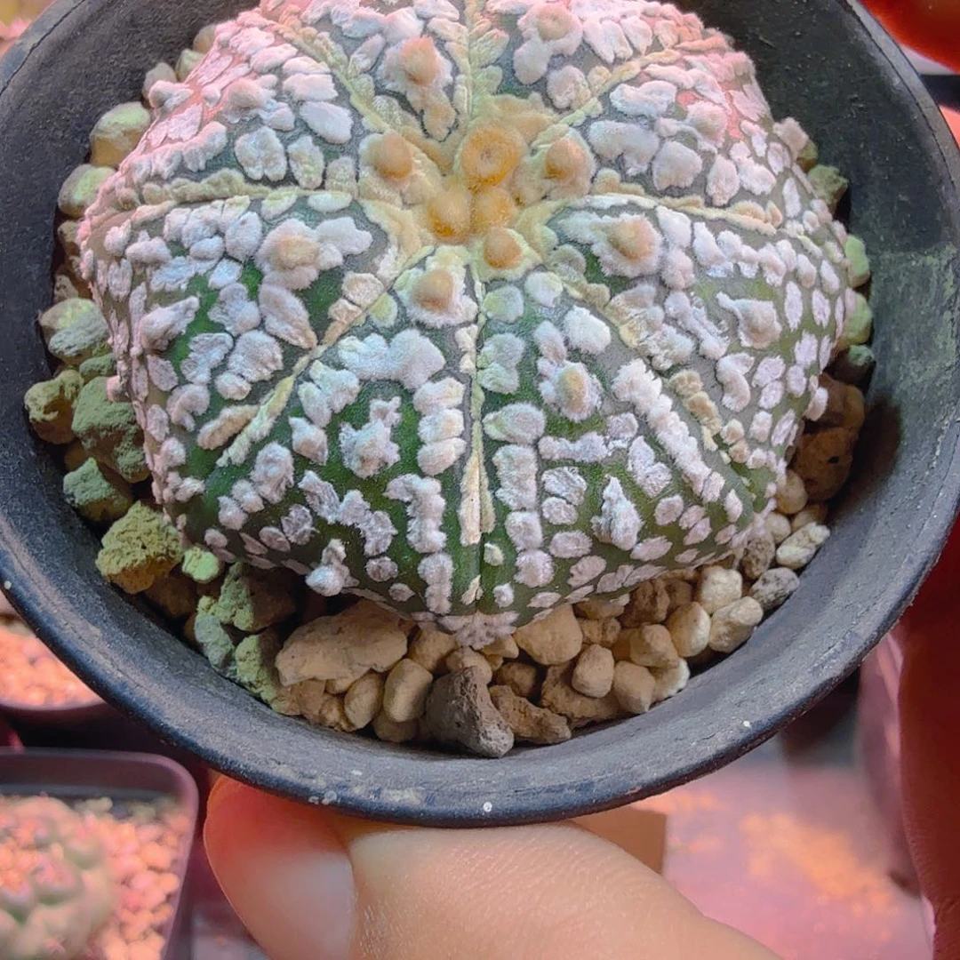品***味多肉植物多肉植物