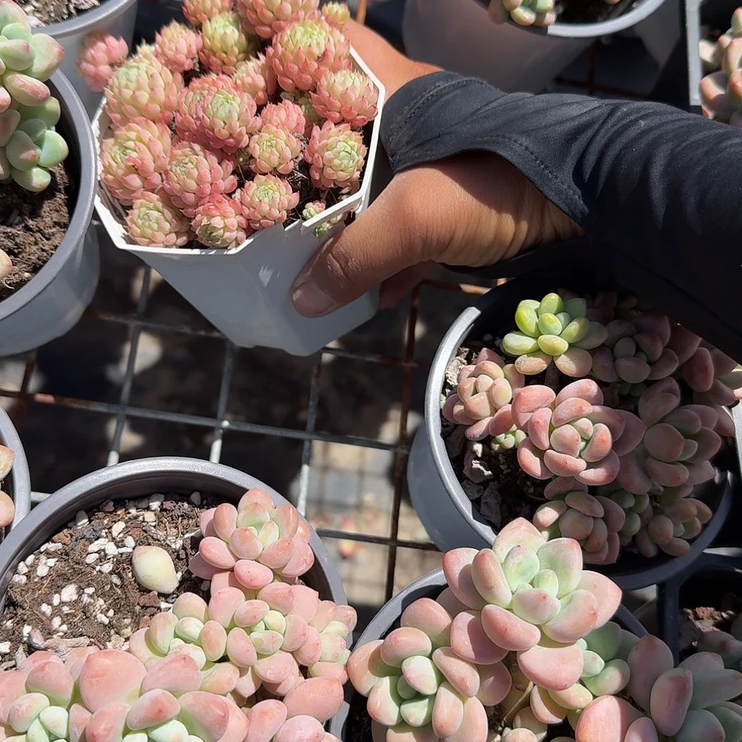 小红衣多肉植物精品