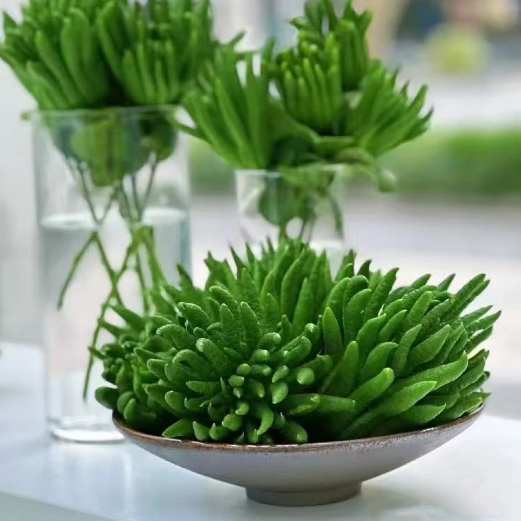 新鲜现摘佛手带枝，水培观赏清供，散发天然清香，绝佳的室内绿植