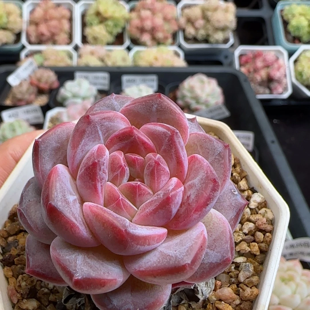 花语逸镜0126-476