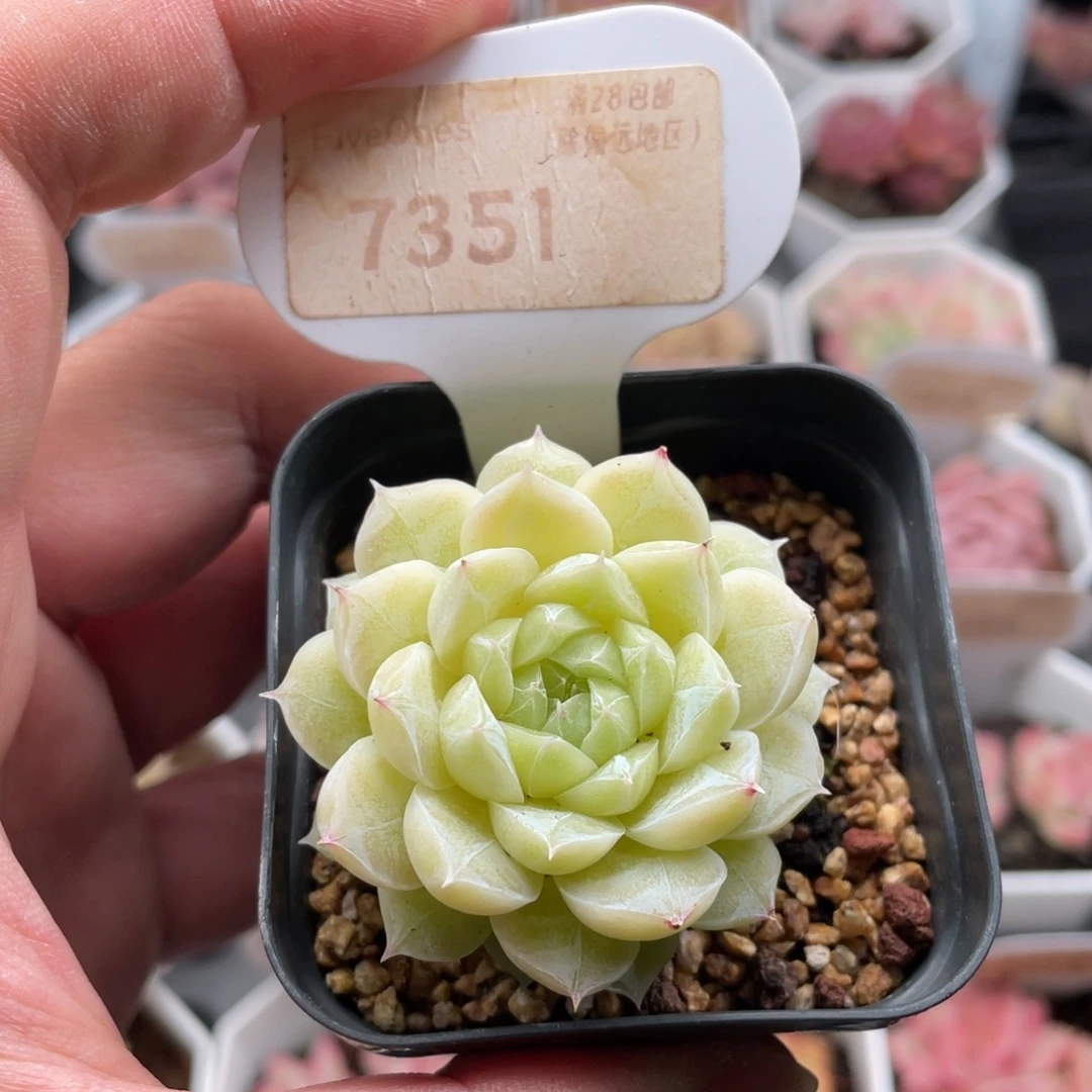 麦秆7351-4.5厘米