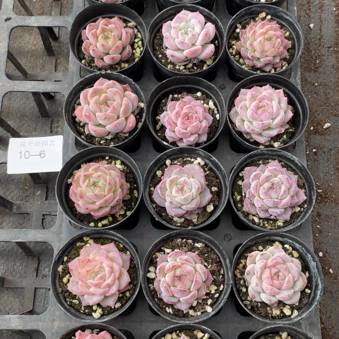 一物一拍18颗10-6