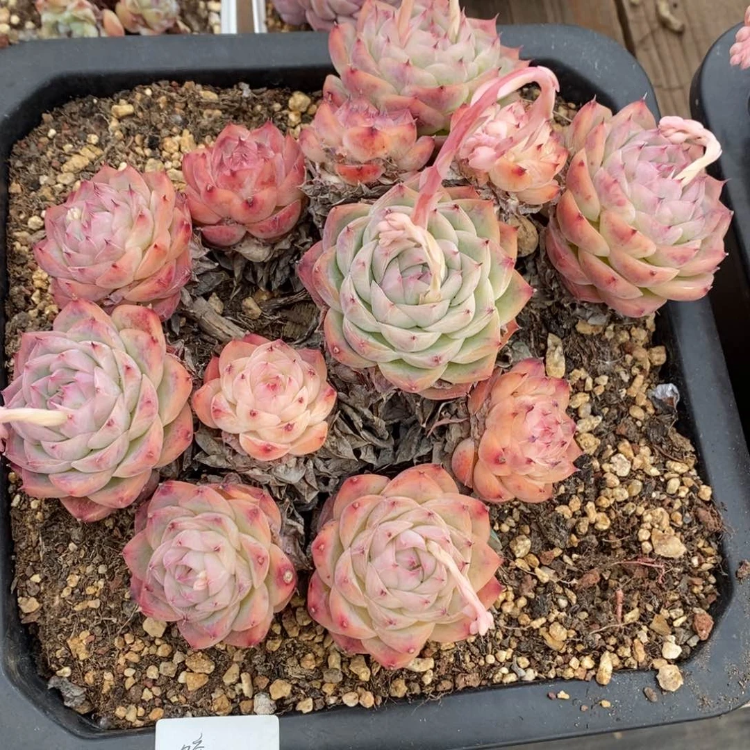 水晶玫瑰老桩母本散群好看