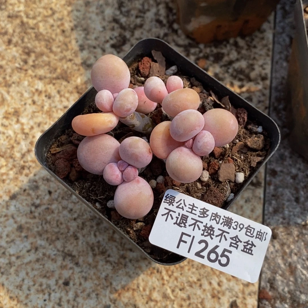 迃****）橙奶265/6cm的肉