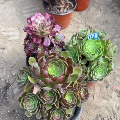 128多肉植物组合，