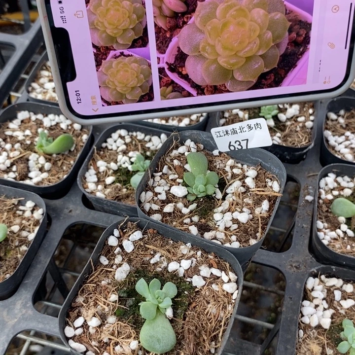标637流羽一个量拍