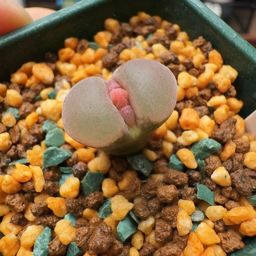 多肉植物福利风铃239
