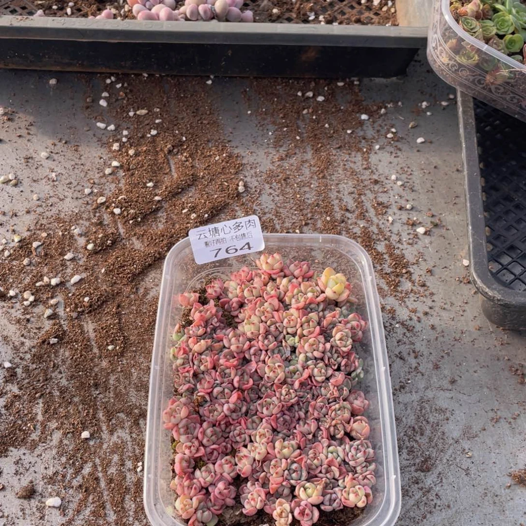 云糖心多肉植物764