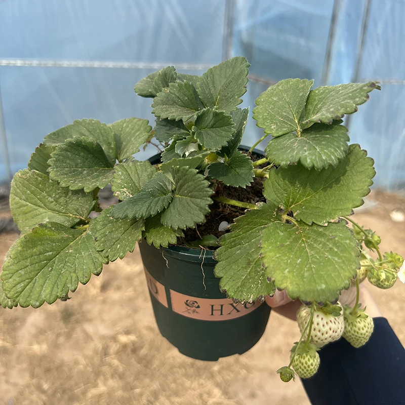 【带果白雪公主】奶油草莓盆栽南北方种植草莓苗带花带果带盆带土