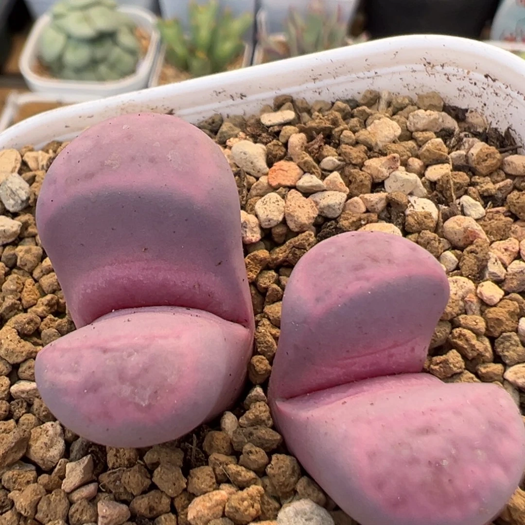 123多肉植物百科红菊水