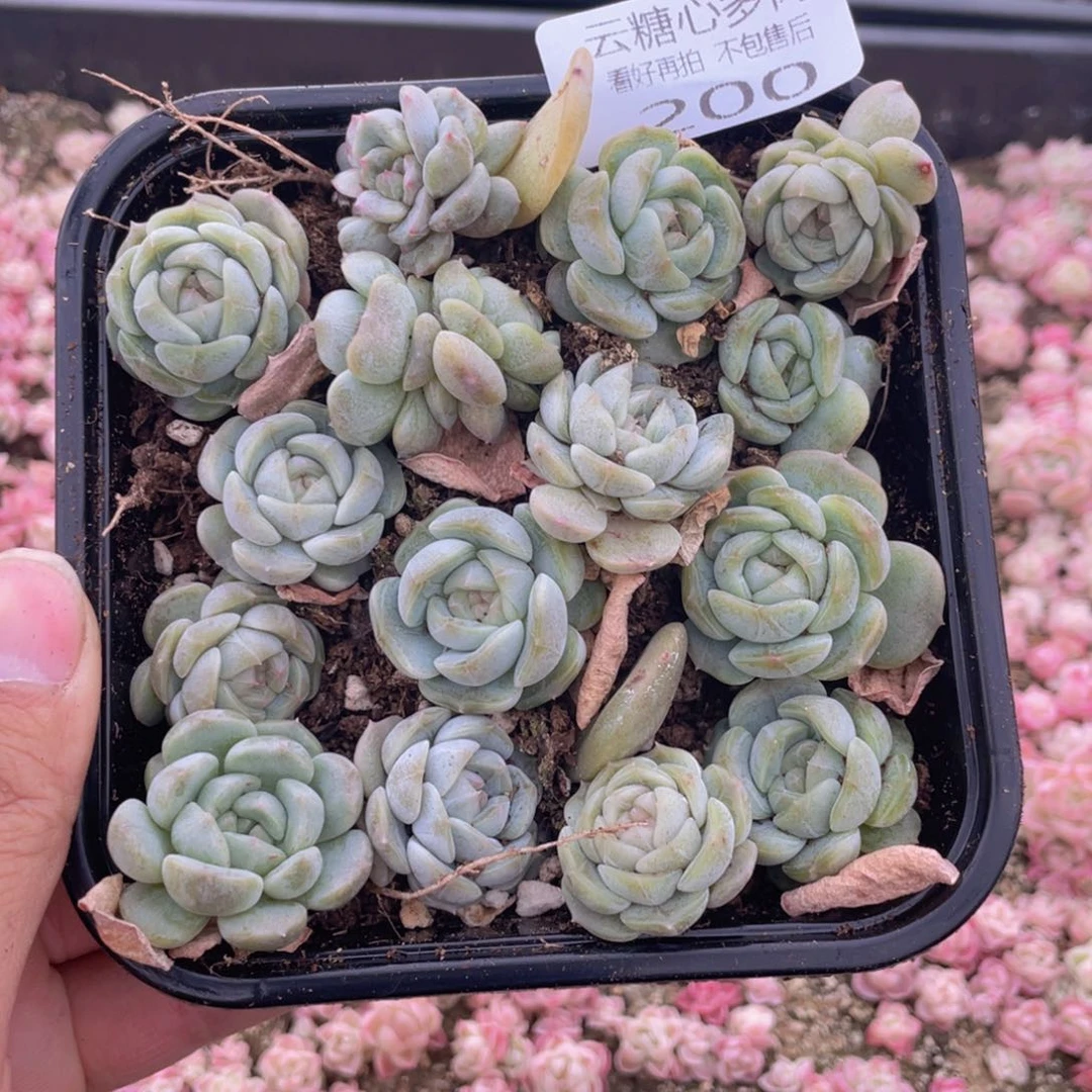 云糖心多肉植物200