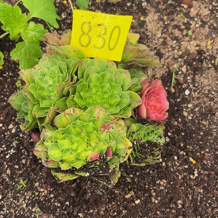 宇***浩多肉植物福利来830个