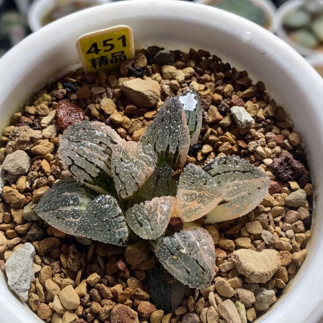 不开花植物451具味城