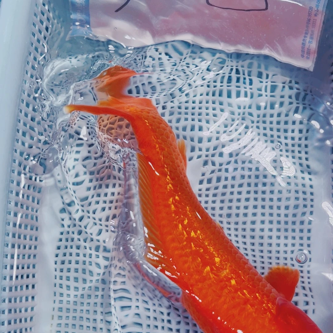 海水鱼锦鲤冷水观赏鱼