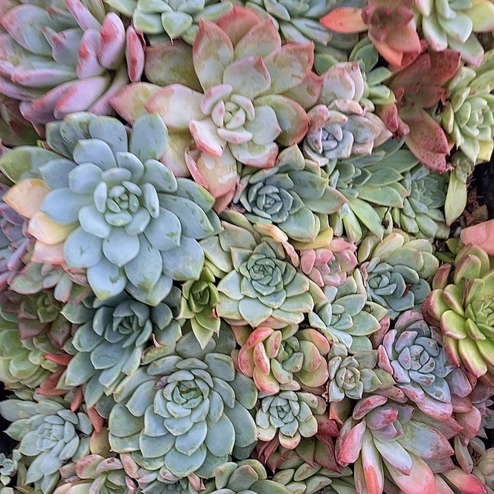 102 多肉植物盆栽植物