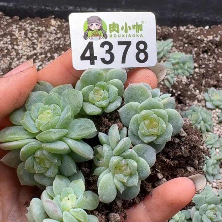 多肉植物多肉植物