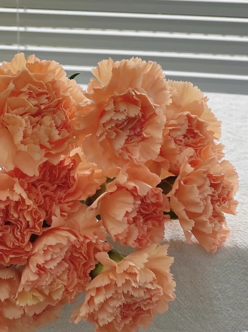 【康乃馨】橙光橙色20支，任意两单发顺丰冷链或中通空运