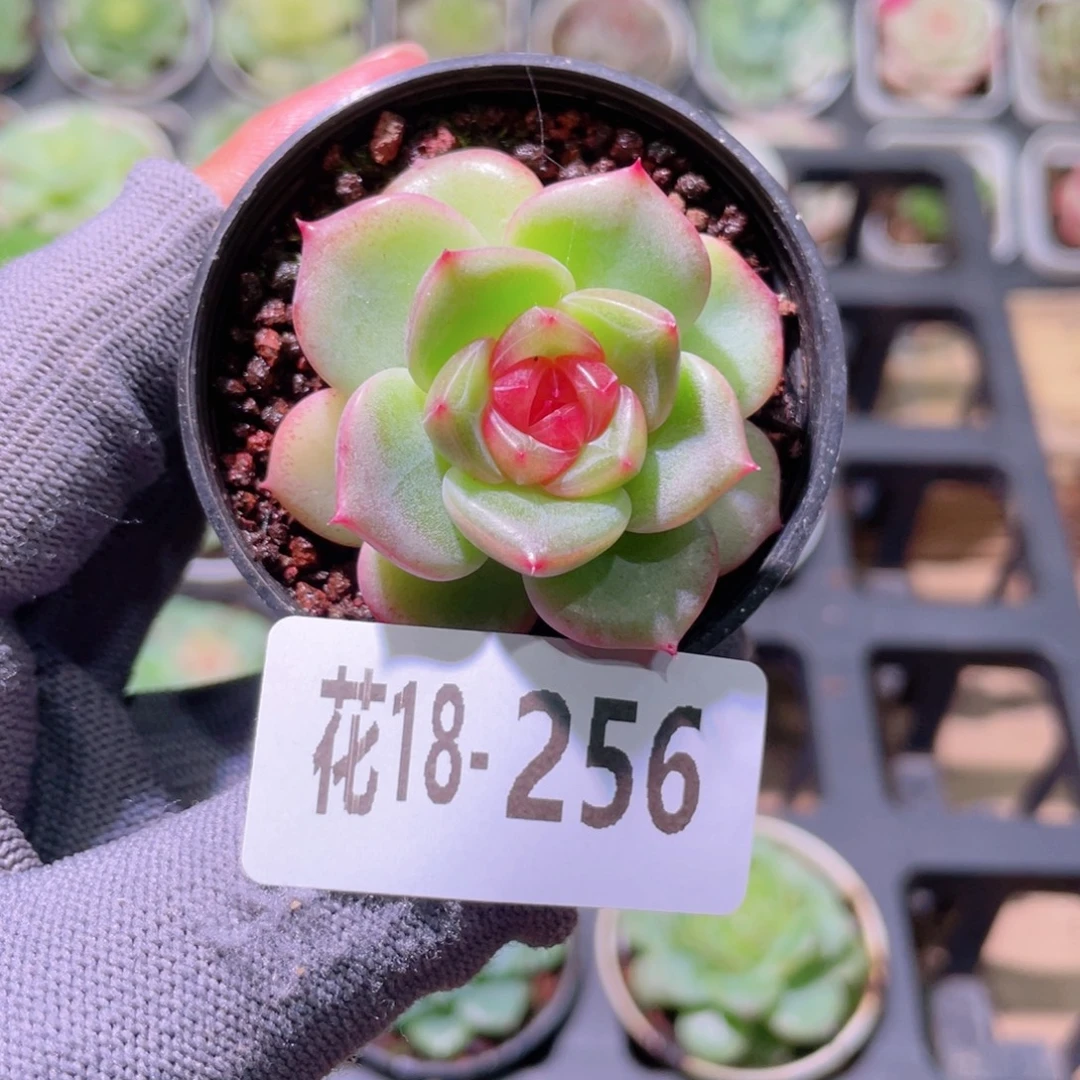 花利美18-256珍妮