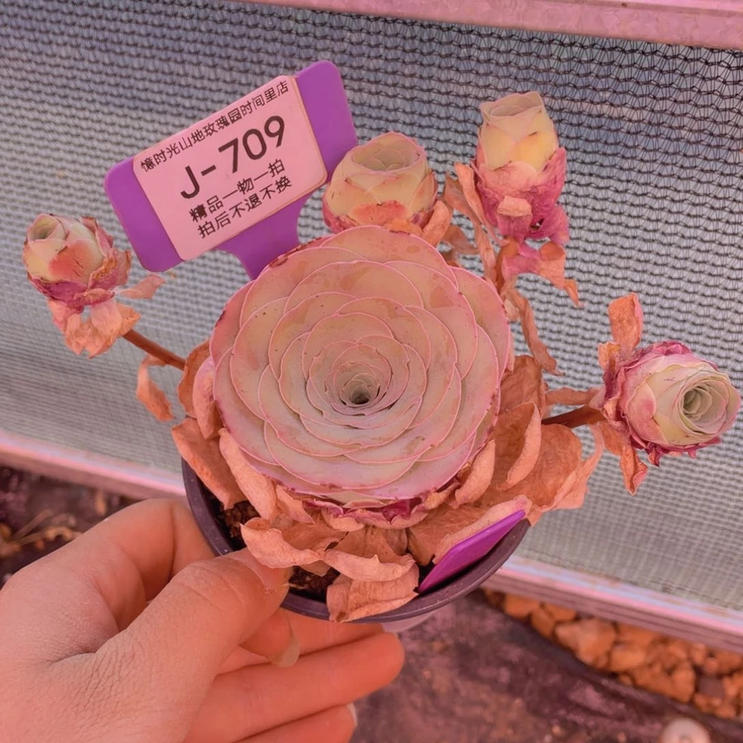 山地玫瑰慕云J709