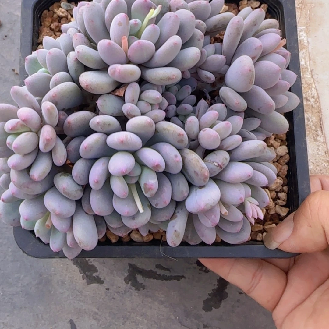 【闪购商品】大群香香雪