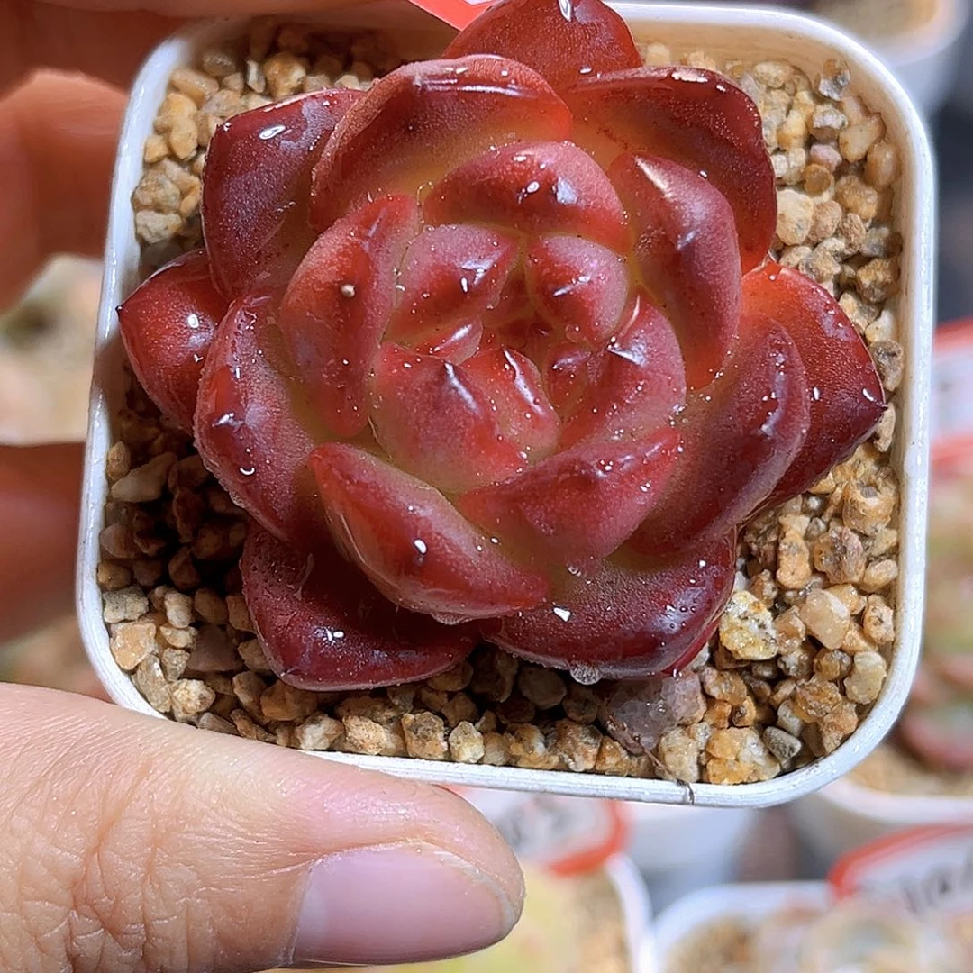 G705  孤品珍妮多肉