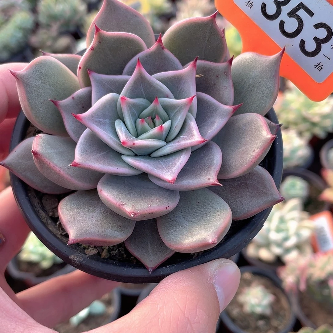 西洛尼卡353号多肉