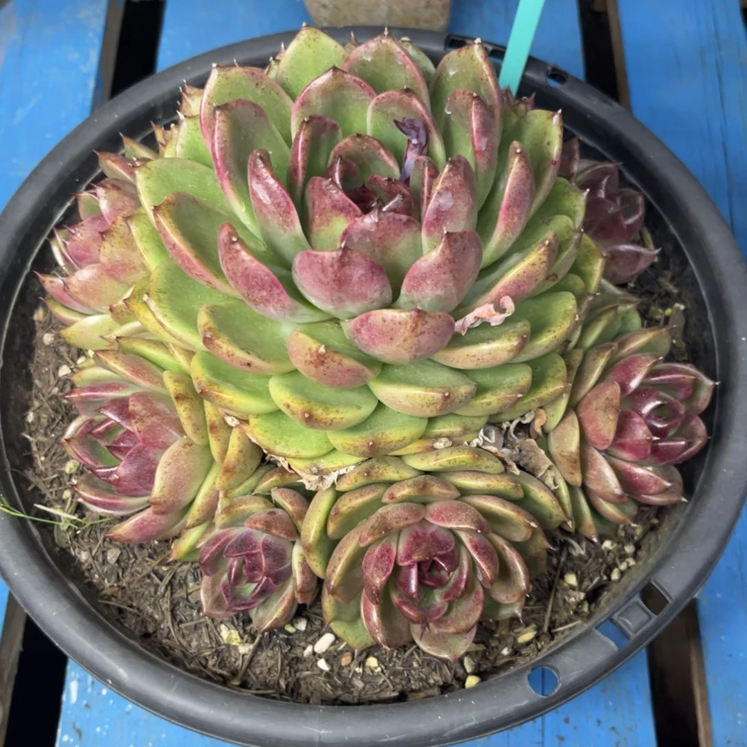 小雨多肉一一拍水晶玫瑰