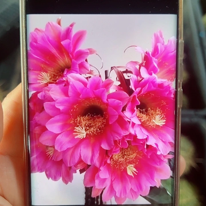毛花柱飞龙侧芽拍一发二