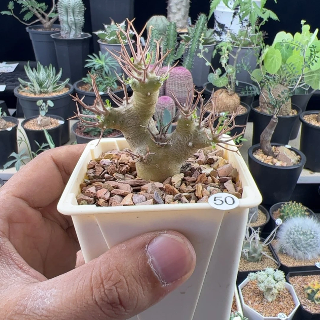 黑鬼殿厚敦菊一物一拍带盆发