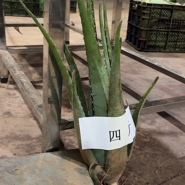 无花朵整颗4斤重一颗