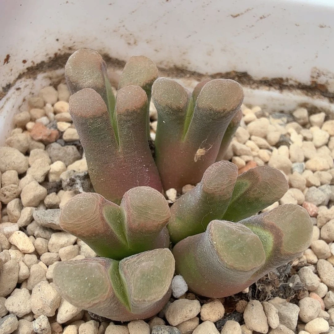 骚粉佛肚 风铃 dy-m3