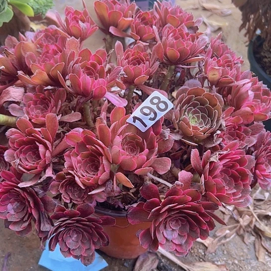 胖***鱼多肉植物一个法师