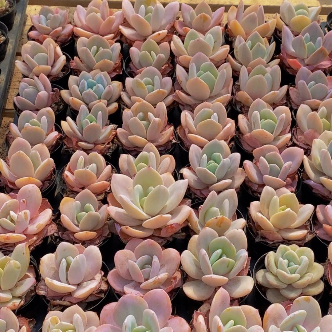 523多肉植物保护研究所所长
