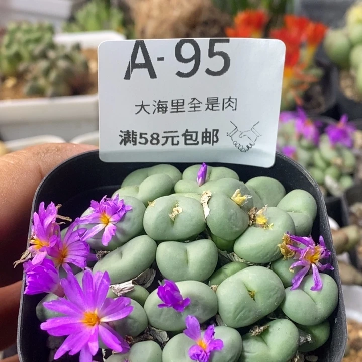 群碧玉一盆带盆发货566666666666999