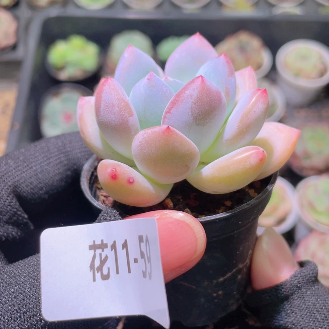 花利美11-59新品