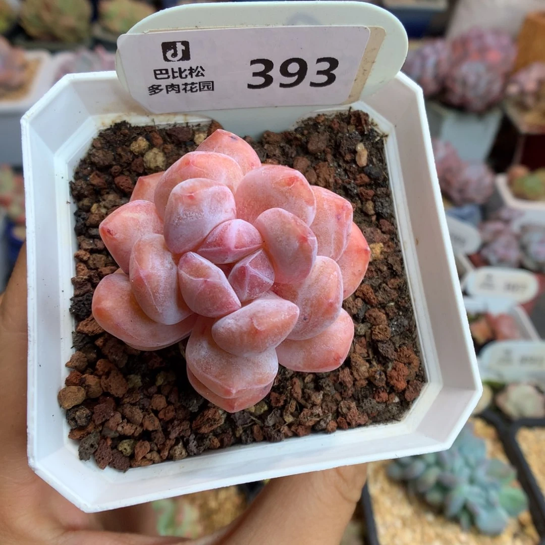 393雪天使石化多肉植物