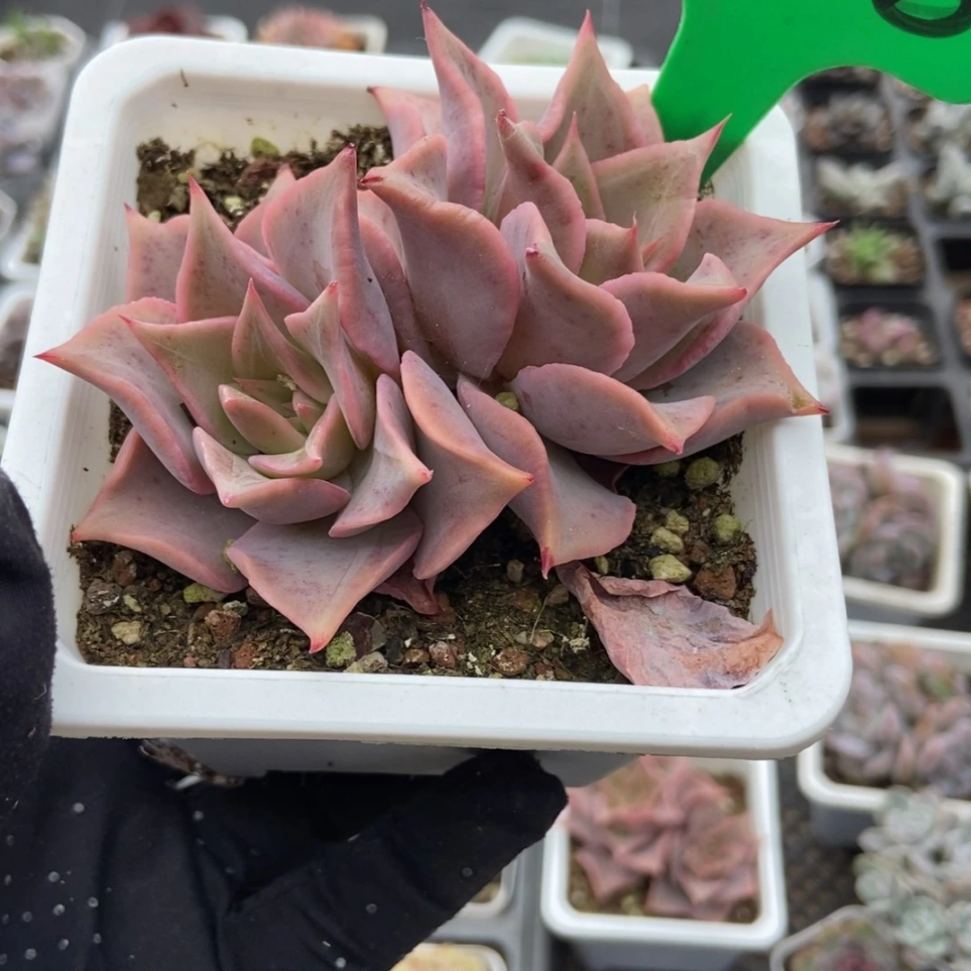 608饺子皮多肉植物