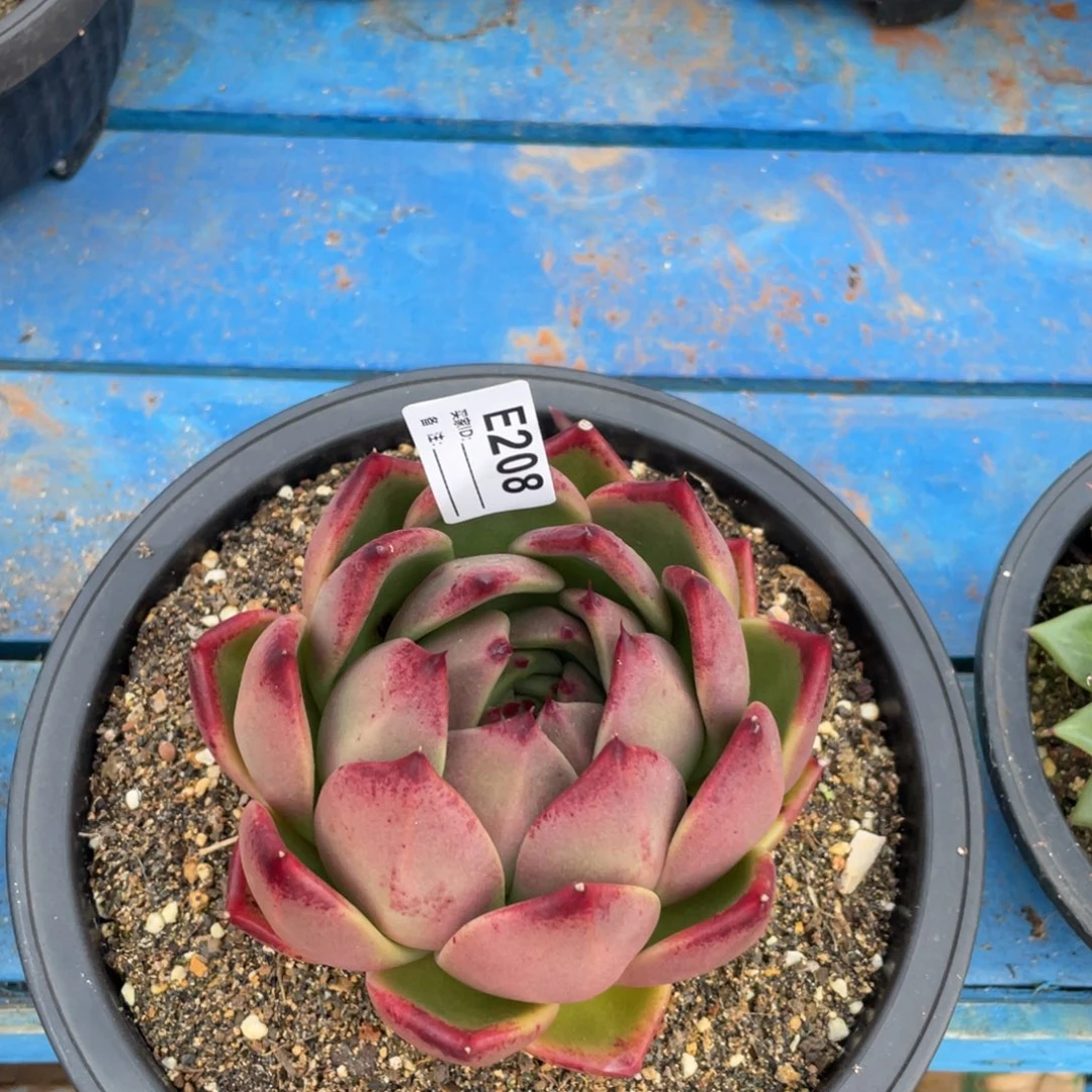 无花朵若如东云单拍E208